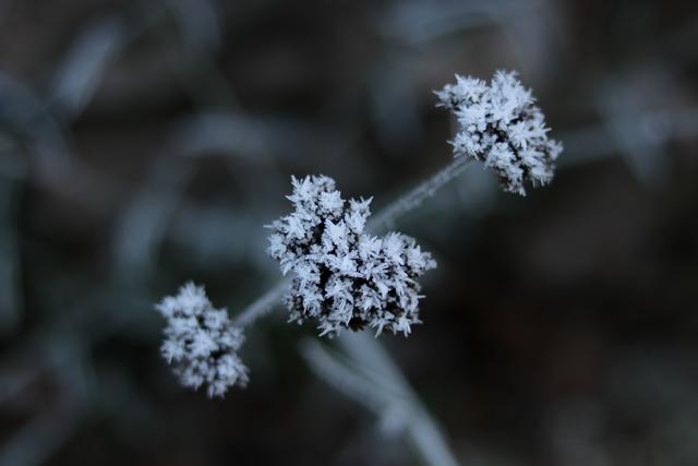 Eiskristalle auf einer Blume, Dezember Landstuhl
