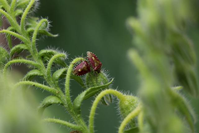 Käfer, Landstuhl