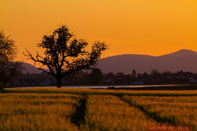 Hatzenbühl im Sommer (Mai) fotografiert | Foto: Kay Adswayong