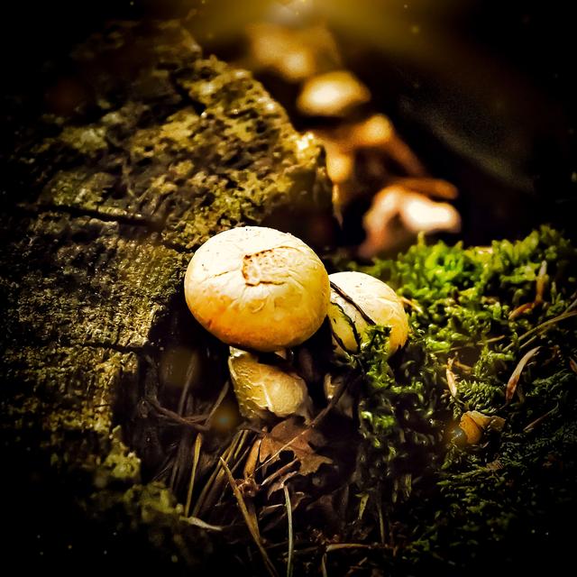 Herbst im Landkreis Kaiserslautern 
die ersten Pilze sagen "HALLO" der Herbst ist da 