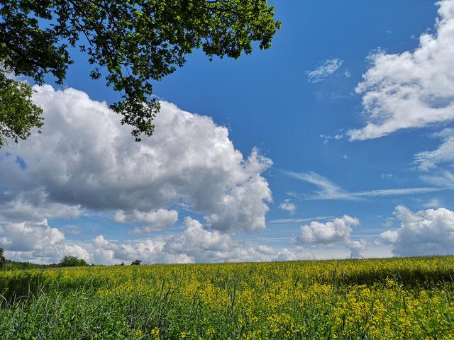 "into the blue"  Rapsfeld auf dem Schlossberg in otterberg, fotografiert vormittags, ich glaube im Juni.
Der Kontrast zwischen dem blauen Himmel und dem gelben Rapsfeld boten ein nettes Motiv. 