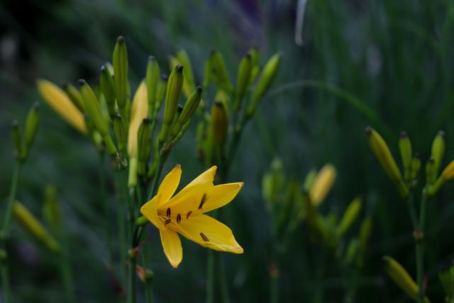 Gelbe Blüte, Landstuhl