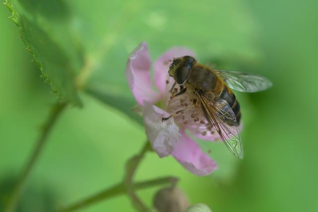 Eine Schwebfliege