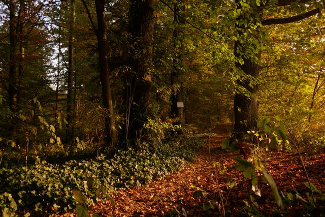 Herbstlicher Wanderweg in dem Pfälzerwald