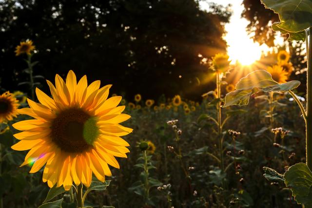 Sonnenblumenfeld mit Sonnenuntergang, Landstuhl