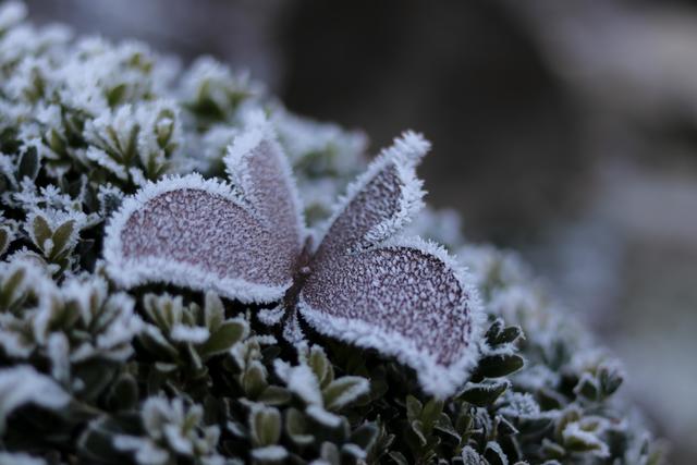 Eisiger Schmetterling, Dezember Landstuhl
