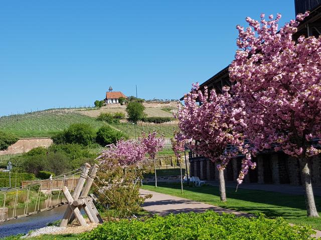 Kirschblüte im Kurpark Bad Dürkheim