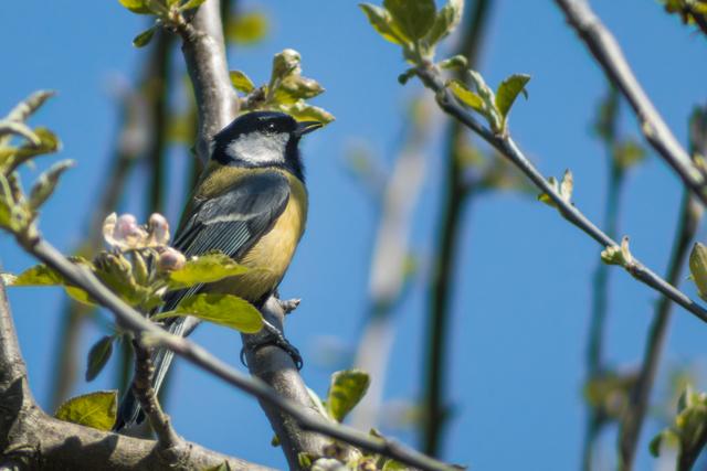 Eine Kohlmeise auf einem Apfelbaum im Garten.