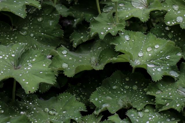  Grüne Pflanze mit Wassertropfen, Landstuhl