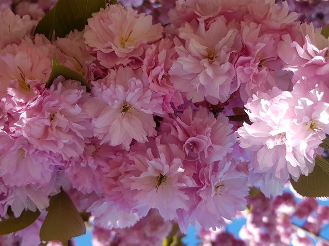 Kirschblüte im Kurpark Bad Dürkheim