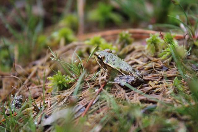 Ein kleiner Frosch.