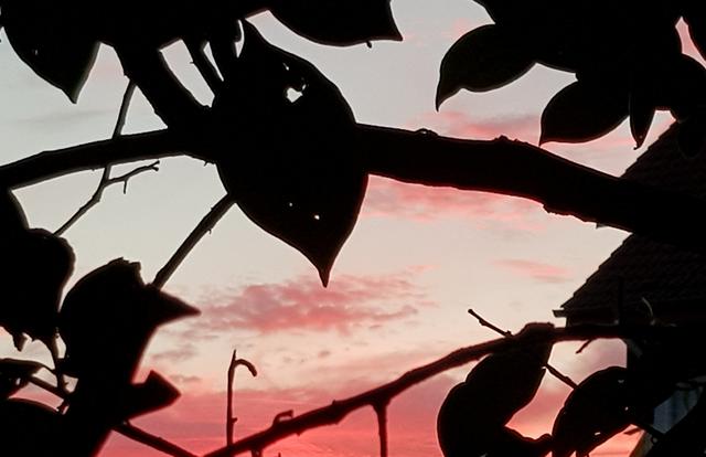 Abendrot durch Kakibaum erwischt