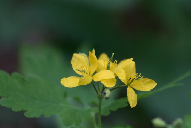 Blühende Blumen im Wald.