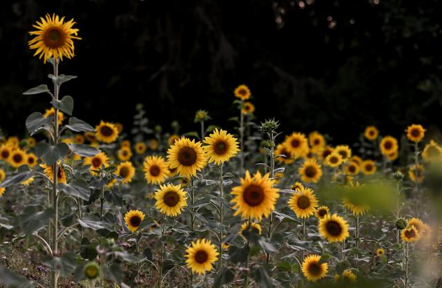 Sonnenblumenfeld, Landstuhl