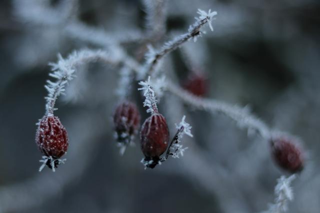 Eiskristalle an Beeren, Dezember Landstuhl
