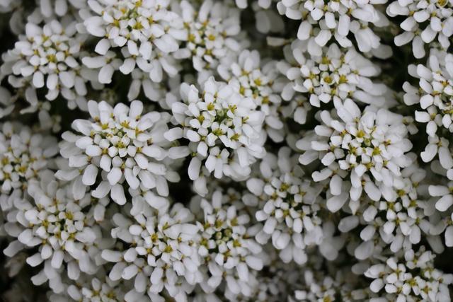 Weiße Blüten, Landstuhl