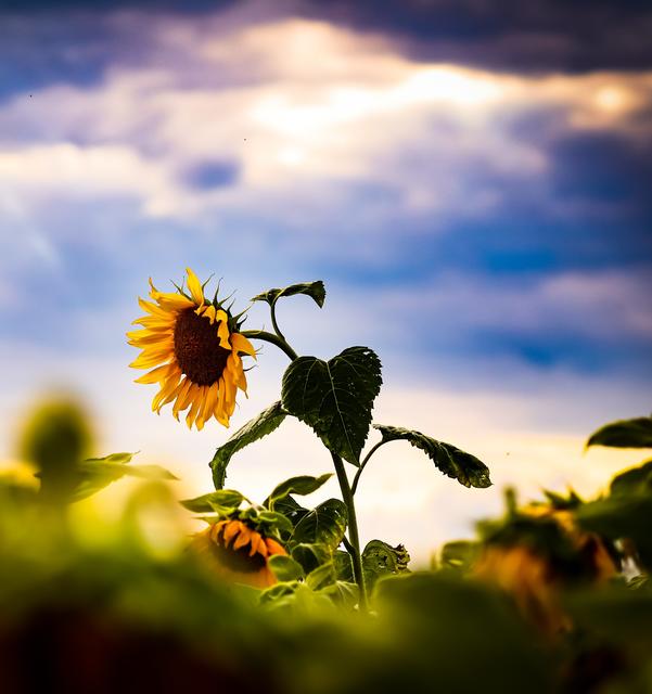 Sonnenblumenfeld in Ramstein-Miesenbach 