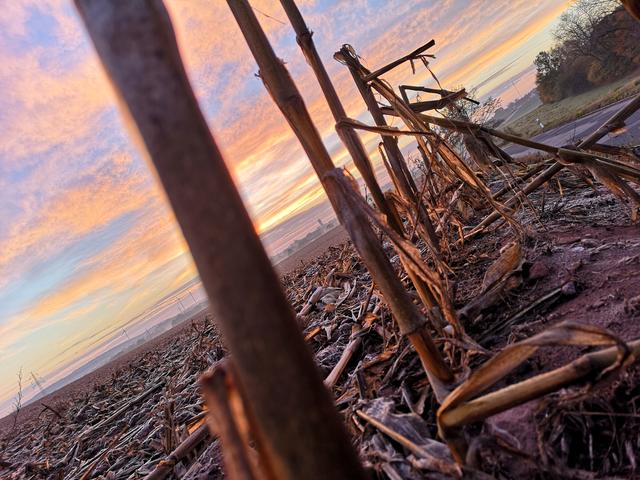"battlefield romantic" Dieses gefrorene, geerntete Maisfeld, Richtung Kl-Morlautern,  schuf an diesem kalten Novembermorgen 2018 eine besondere Atmosphäre und inspirierte mich zu diesem Foto. 
