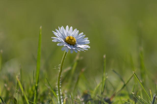 Ein schön blühendes Gänseblümchen