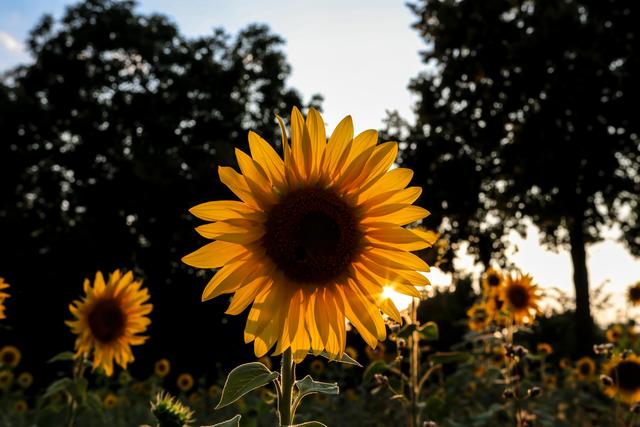 Sonnenblumenfeld mit Sonnenuntergang, Landstuhl