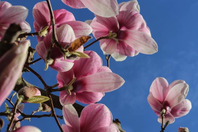 Blühender Magnolienbaum Ende März, Landstuhl