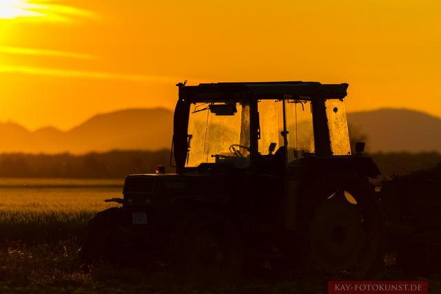 Hatzenbühl im Sommer (Mai) fotografiert | Foto: Kay Adswayong