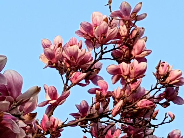 Magnolienblüte im eigenen Garten