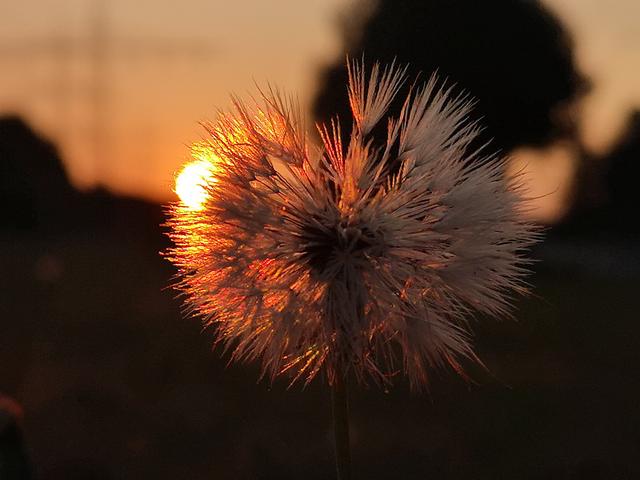 "sunflower" fotografiert früh morgens, Anfang September  2019, in Otterberg, Richtung Balborn. 