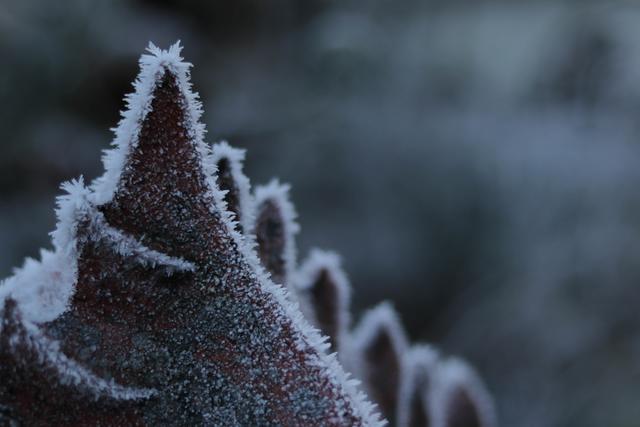 Eiskristalle, Dezember Landstuhl
