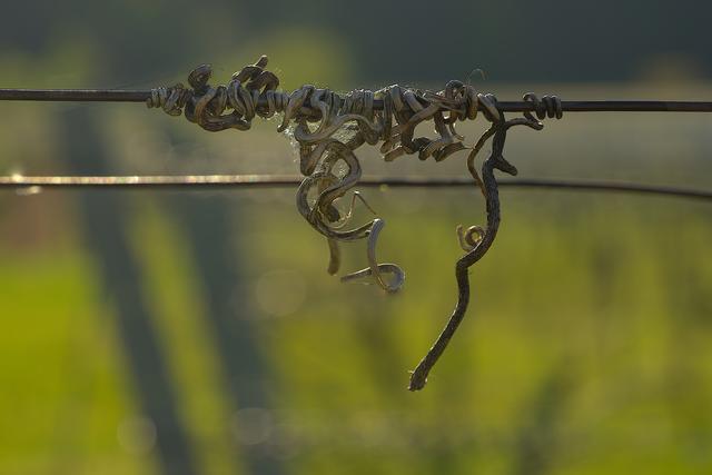 Wie nennt man das hier? Rebenranken? Festhalterle? Naturkunst? Findet man im "Wingert" an derSüdlichen Weinstrasse.