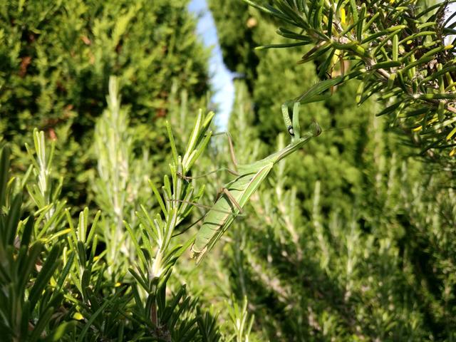 Gottesanbeterin im Rosmarinbusch, Haßloch