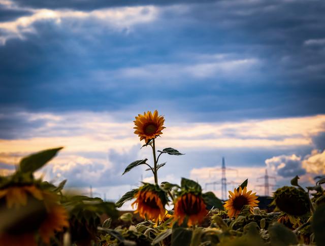 Sie steht noch wie eine "1" 
eine der letzten Sonnenblume im Sonnenblumenfeld Ramstein und sie STRAHLT!! 