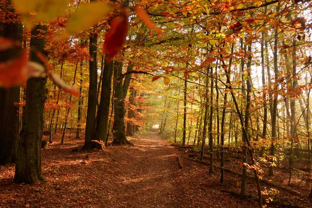 Ein herbstbunter Weg zu dem Ort Bann