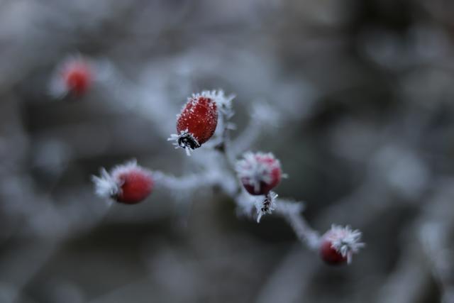 Eiskristalle an Beeren, Dezember Landstuhl