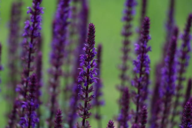 Lavendel, Landstuhl