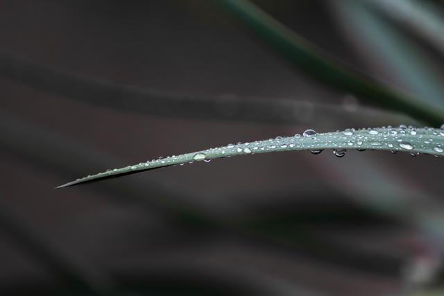 Spitze Pflanze mit Regentropfen, Landstuhl