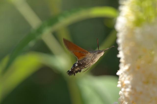Taubenschwänzchen