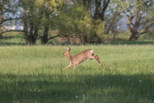 Ein springendes Reh auf den Feldern bei Ramstein im Frühling