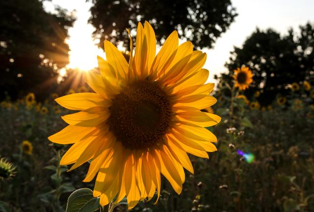 Sonnenblumenfeld mit Sonnenuntergang, Landstuhl