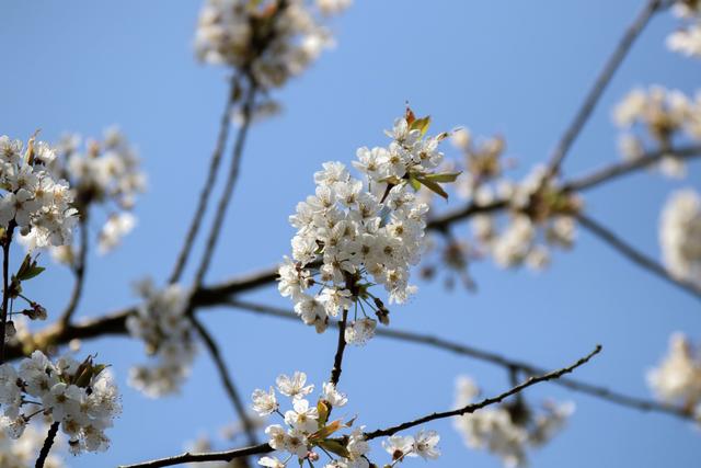Blühender Baum im April
