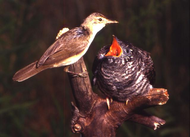 Bachstelze füttert Kuckuck. | Foto: Joachim Zech