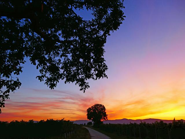 Juli
Es will Abend werden und der Tag hat sich geneiget...
bei Geinsheim.
