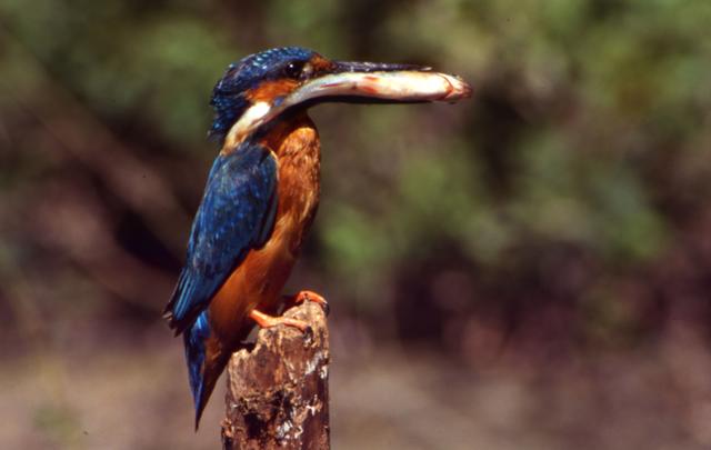 Eisvogel mit Fisch. | Foto: Joachim Zech
