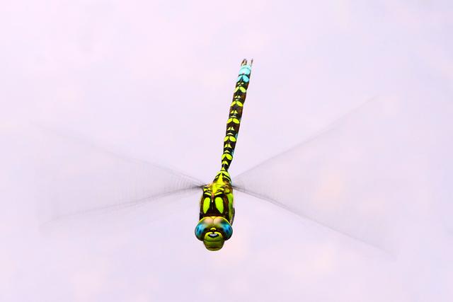 Juli
Blaugrüne Mosaikjungfer bei der Kohlengrube im Haßlocher Wald.