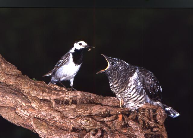 Sumpfrohrsänger füttert Kuckuck. | Foto: Joachim Zech