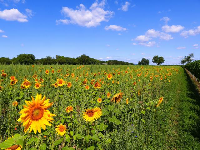 August
Sonnenblumenwiese südlich der A 65 in der Gemarkung Leisböhl, Haßloch.