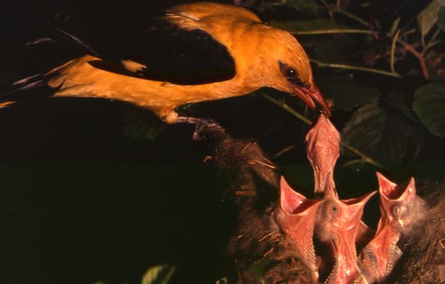 Pirol am Nest | Foto: Joachim Zech