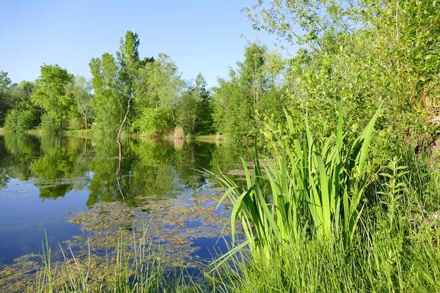Mai
Morgens um sieben ist die Welt noch in Ordnung; besonders hier am Wehlachweiher II in Haßloch.
