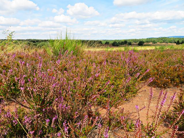 In der Mehlinger Heide  | Foto: Brigitte Melder