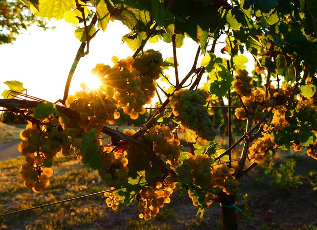 September
Weintrauben, von der Sonne verwöhnt...
Wingert bei Mußbach